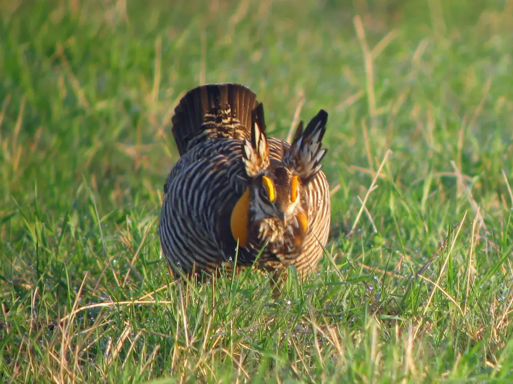 A male greater prairie chicken on short grass with its orange neck sacs inflated and pinnae feathers raised, displaying at a lek.