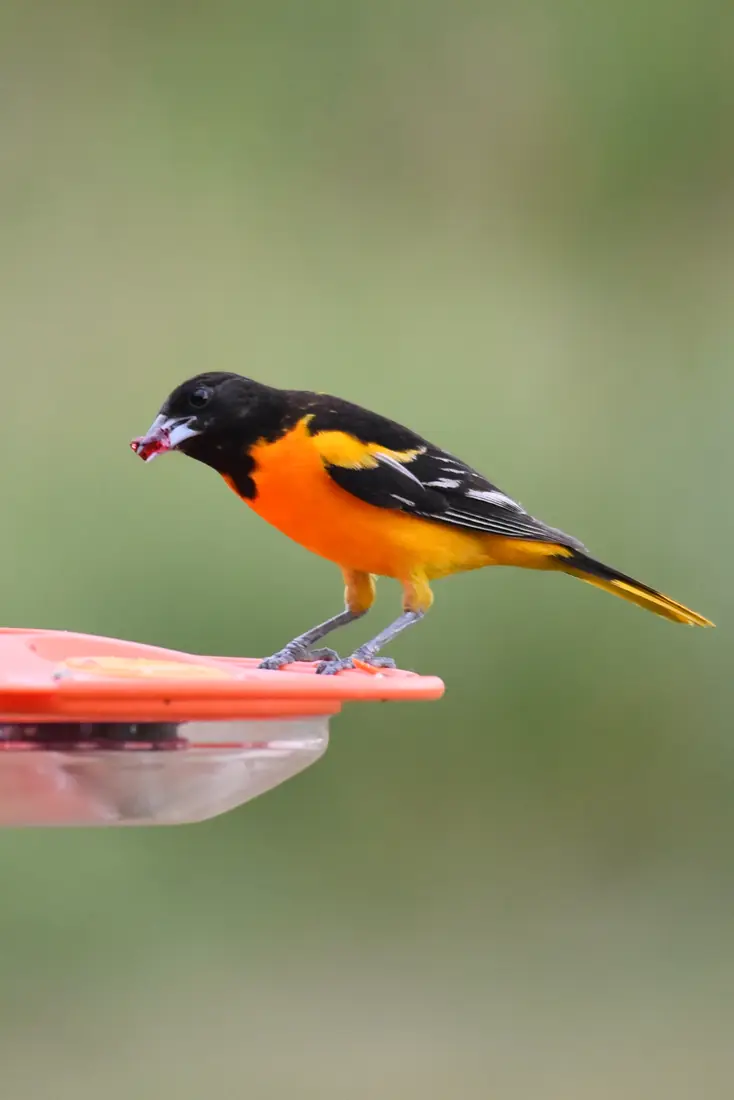 A male Baltimore oriole with orange belly and black head eating grape jelly