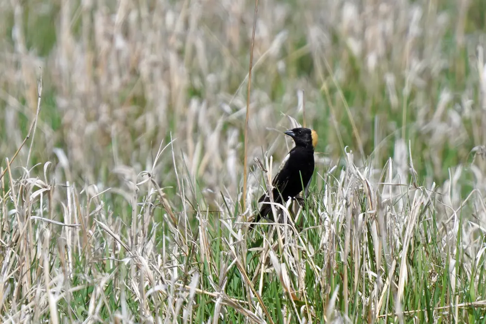 A bobolink perched on a stem of tall grass in a field