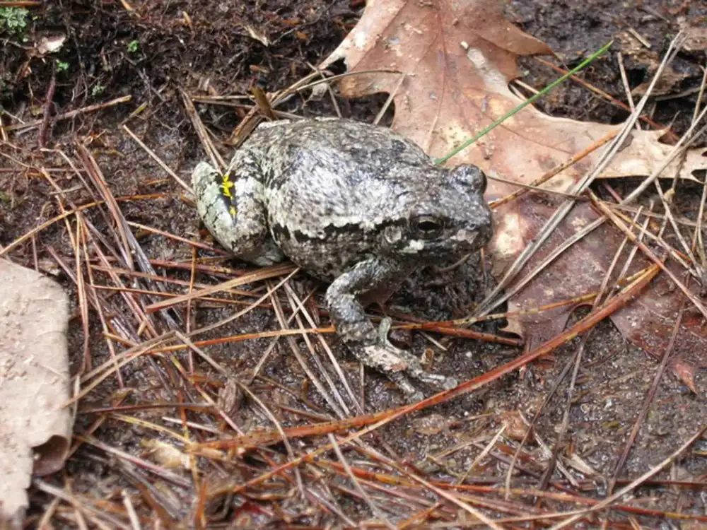 A gray treefrog clinging to a branch, with mottled gray-green skin