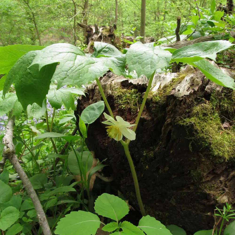 Mayapple plants with umbrella-shaped leaves and a white flower beneath on a woodland floor