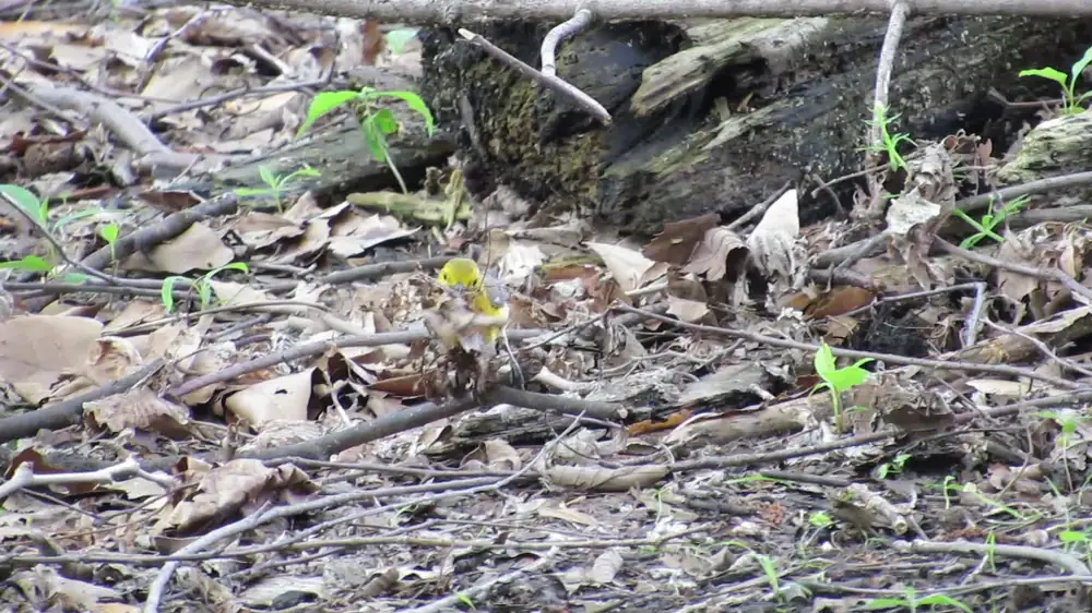 A bright golden-yellow prothonotary warbler with blue-gray wings perched among branches in floodplain forest