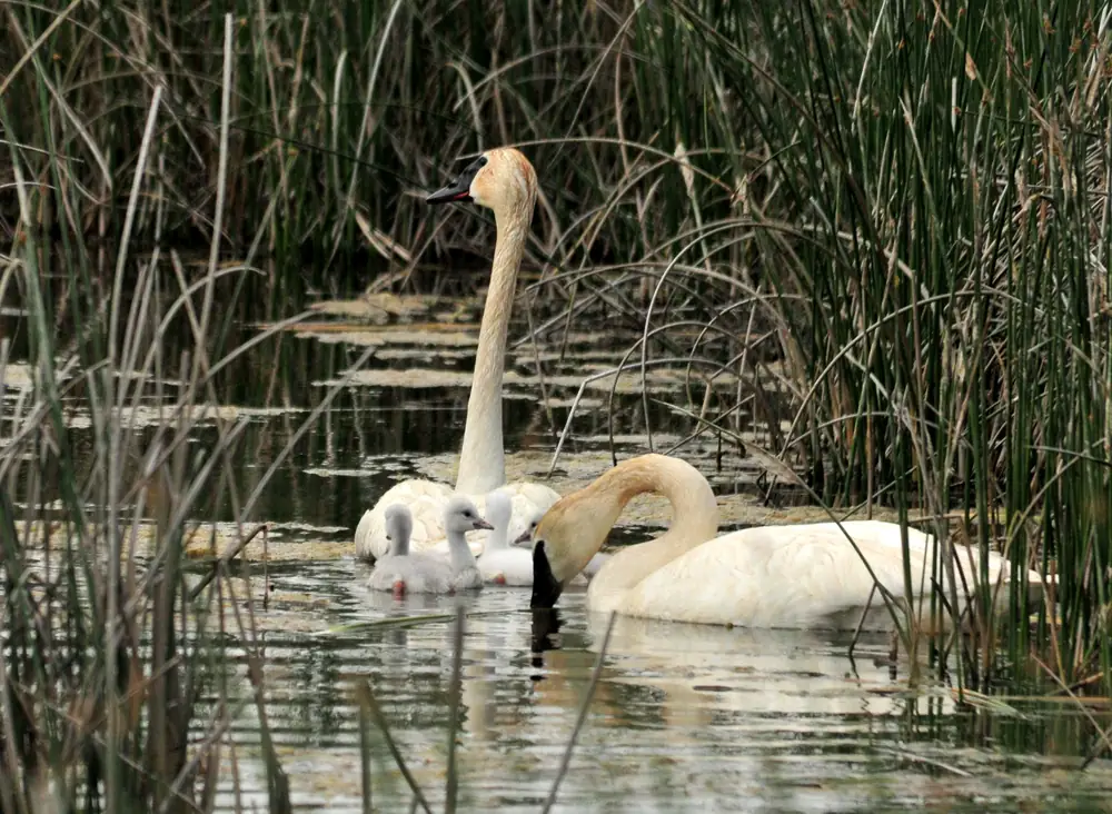 Two adult trumpeter swans on the water with four newly hatched gray cygnets