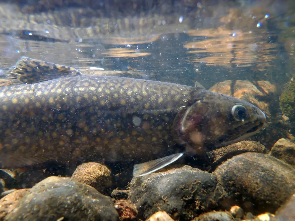 An underwater view of a brook trout with pale yellow spots on a dark olive body, holding just above a bed of rounded stream stones.