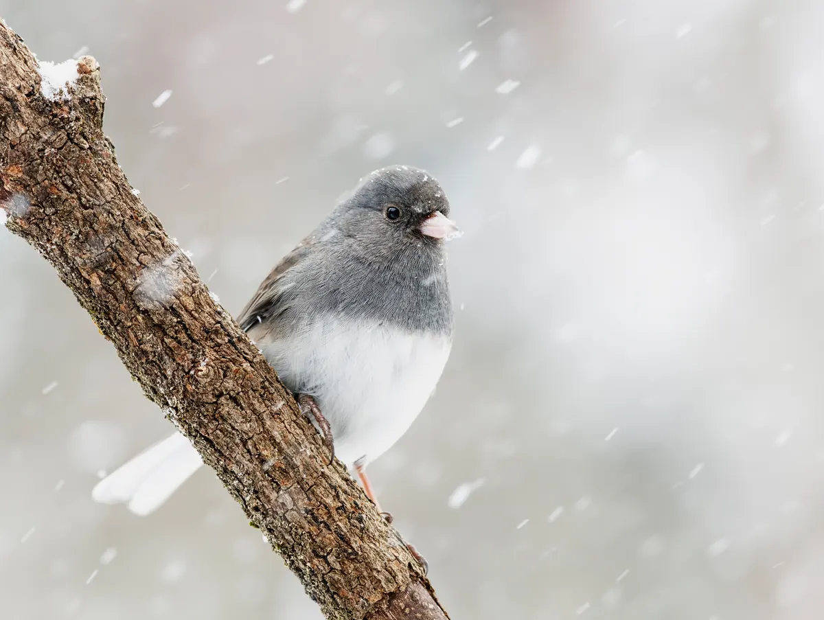 A slate-gray and white dark-eyed junco with a pale pink bill perched on a branch while snow falls.