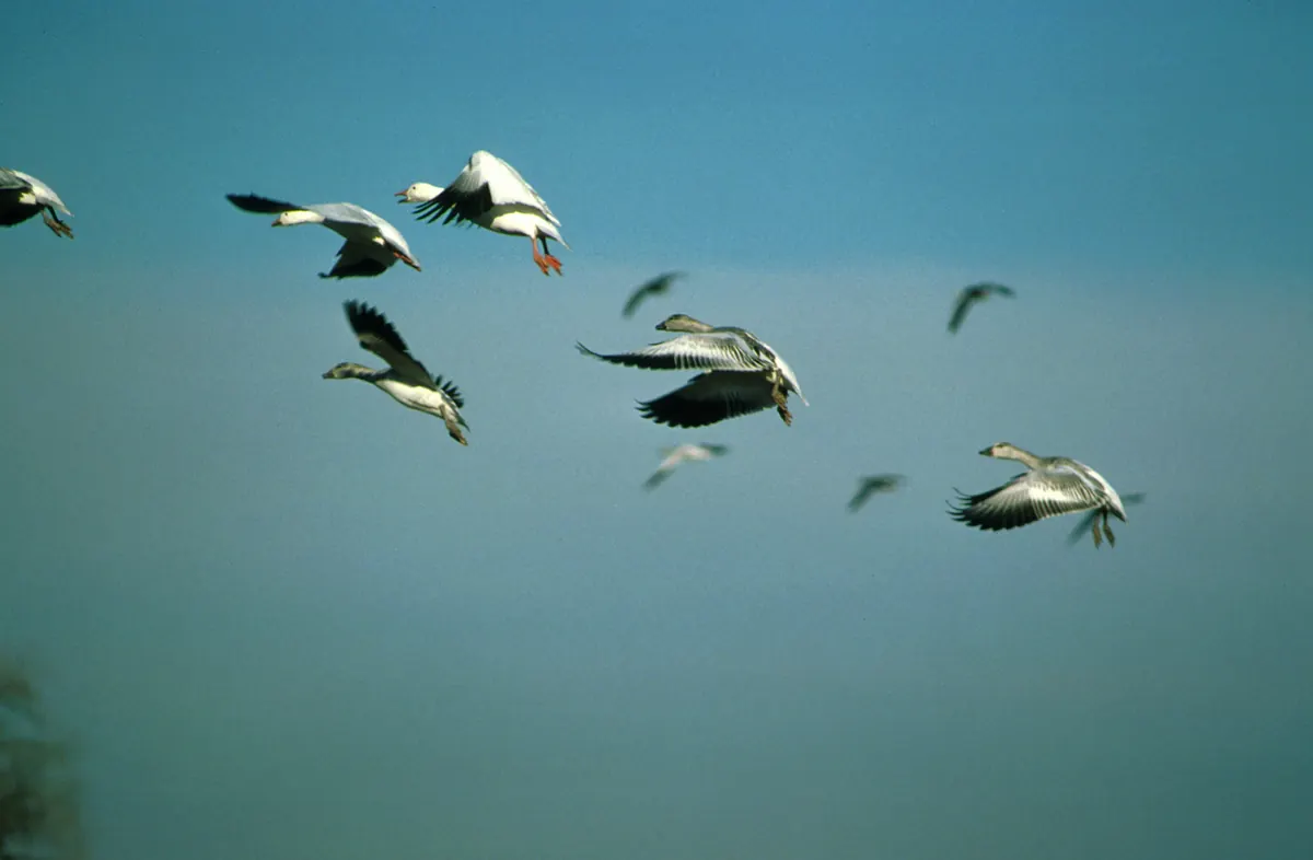 A small flock of white and gray snow geese with black wingtips gliding in to land against a blue sky.