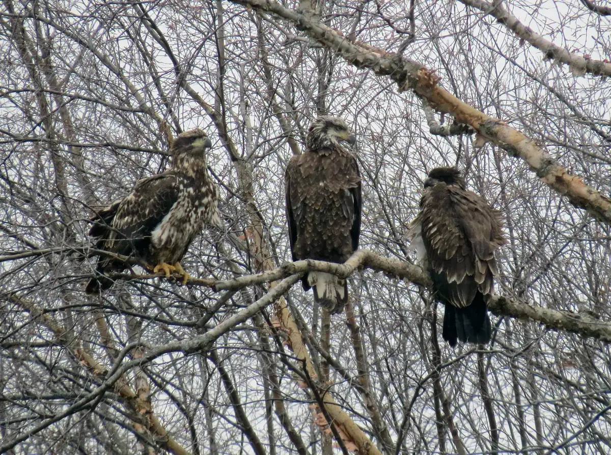 Three young bald eagles with mottled brown and white plumage perched together on a bare branch in a leafless tree.