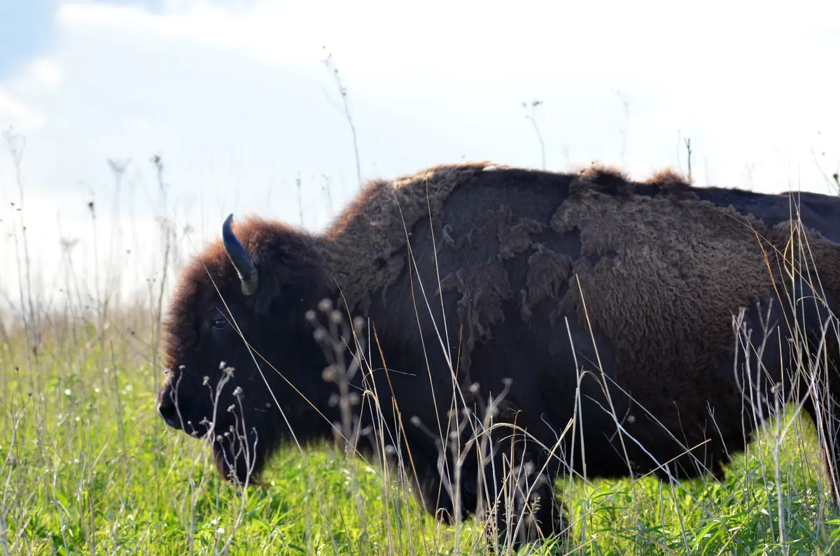 A bison in a shaggy, shedding coat grazing in tall green grass at Neal Smith National Wildlife Refuge.