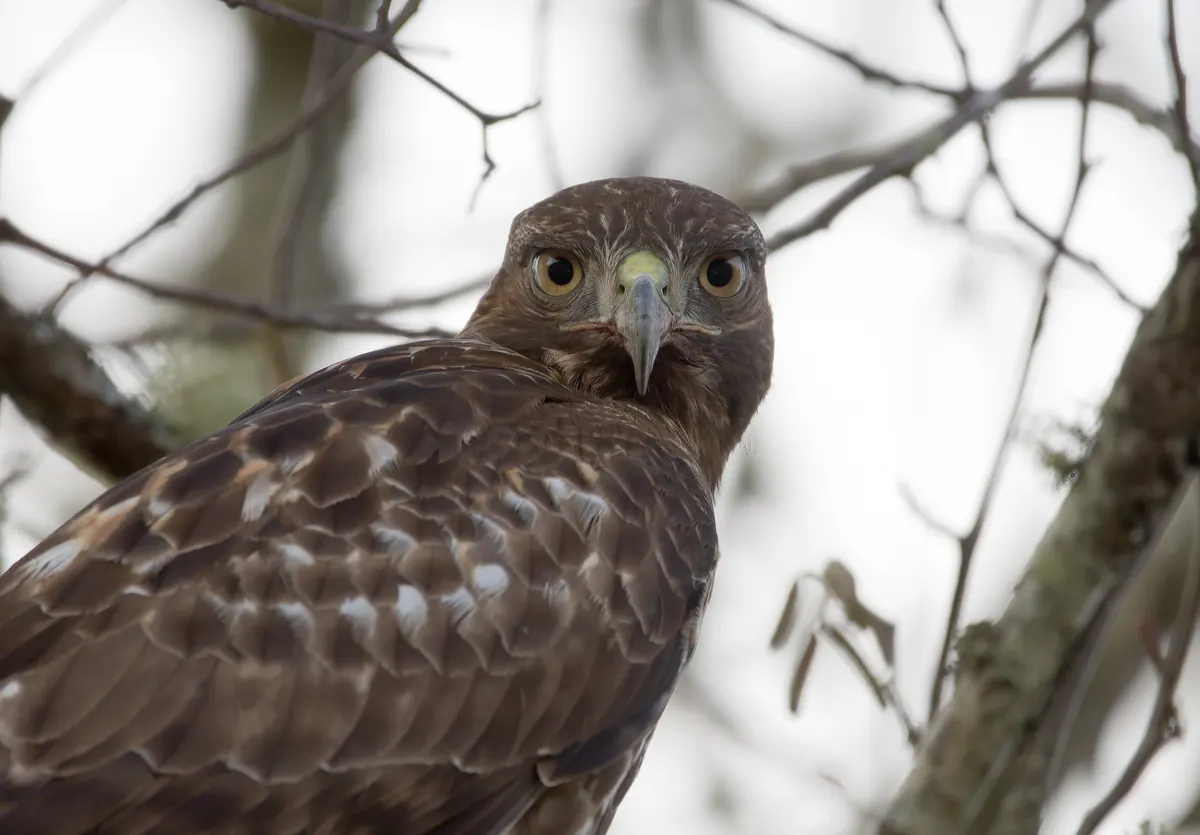 A brown red-tailed hawk perched among bare branches, looking back over its shoulder at the camera.