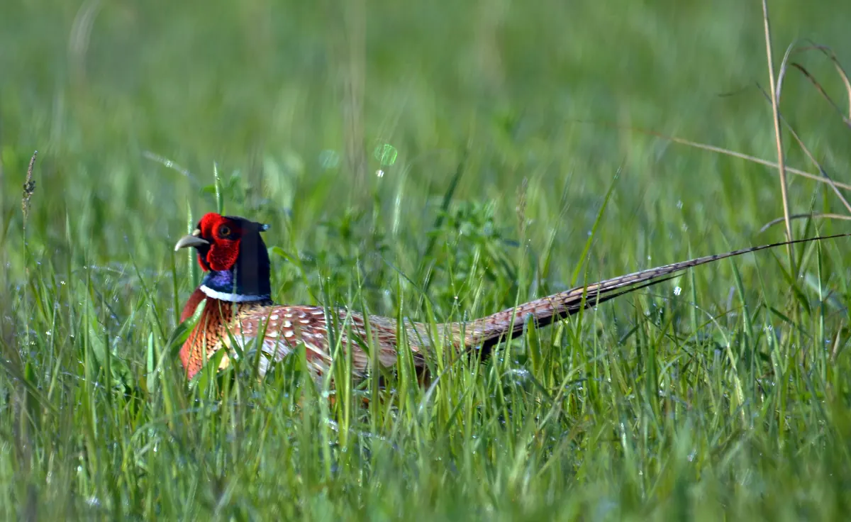 A rooster ring-necked pheasant, with red face, white neck ring and long barred tail, sitting low in green grass.