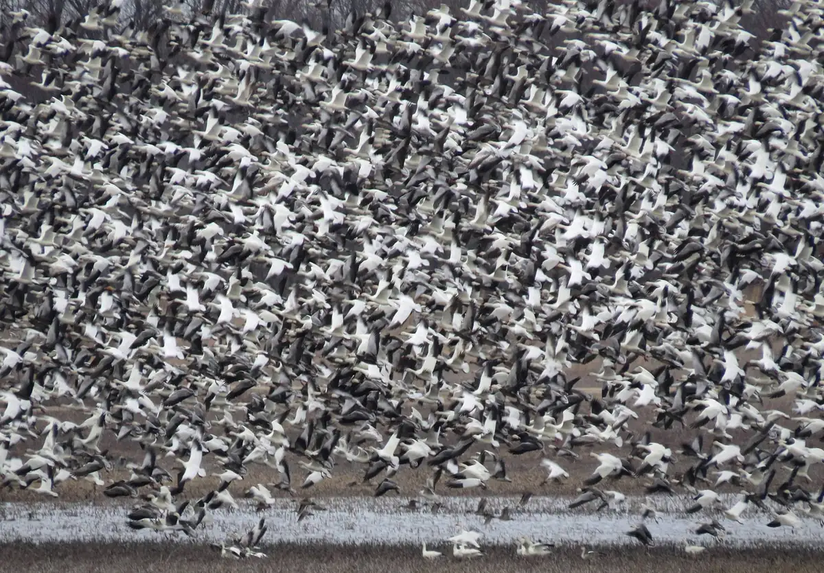A dense flock of white and dark-morph snow geese lifting off from a flooded field.
