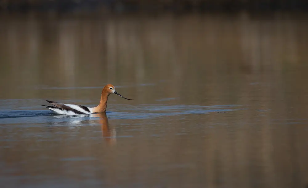 An American avocet with a rusty-orange head and a thin upturned bill wading in shallow water