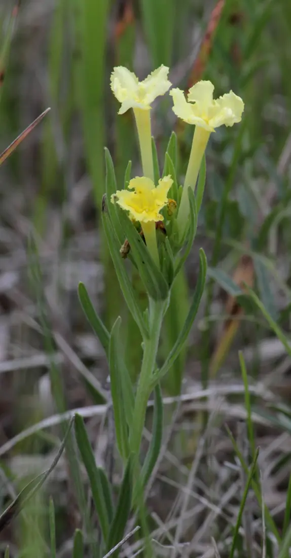 Yellow trumpet-shaped flowers with fringed edges on a low plant growing in dry prairie