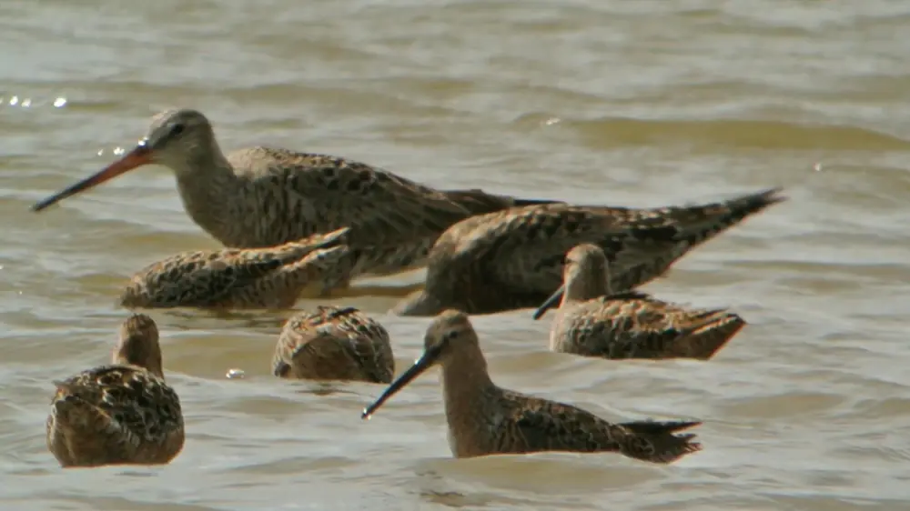 Two Hudsonian godwits with long, slightly upturned bills standing in shallow water among long-billed dowitchers