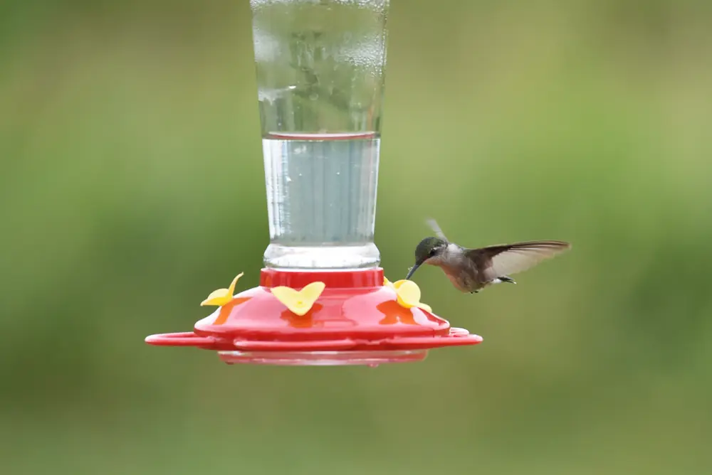 A female ruby-throated hummingbird hovering at a red feeder with its wings blurred
