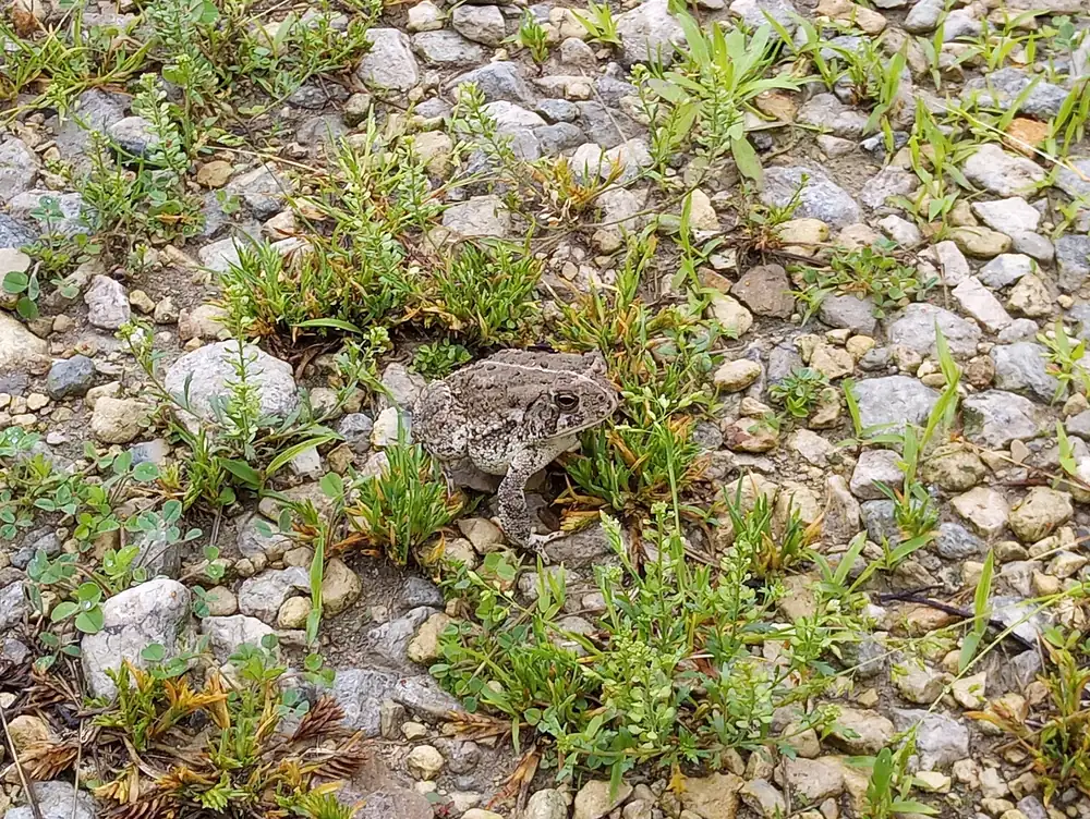 A gray toad with a pale belly sitting on short grass and gravel