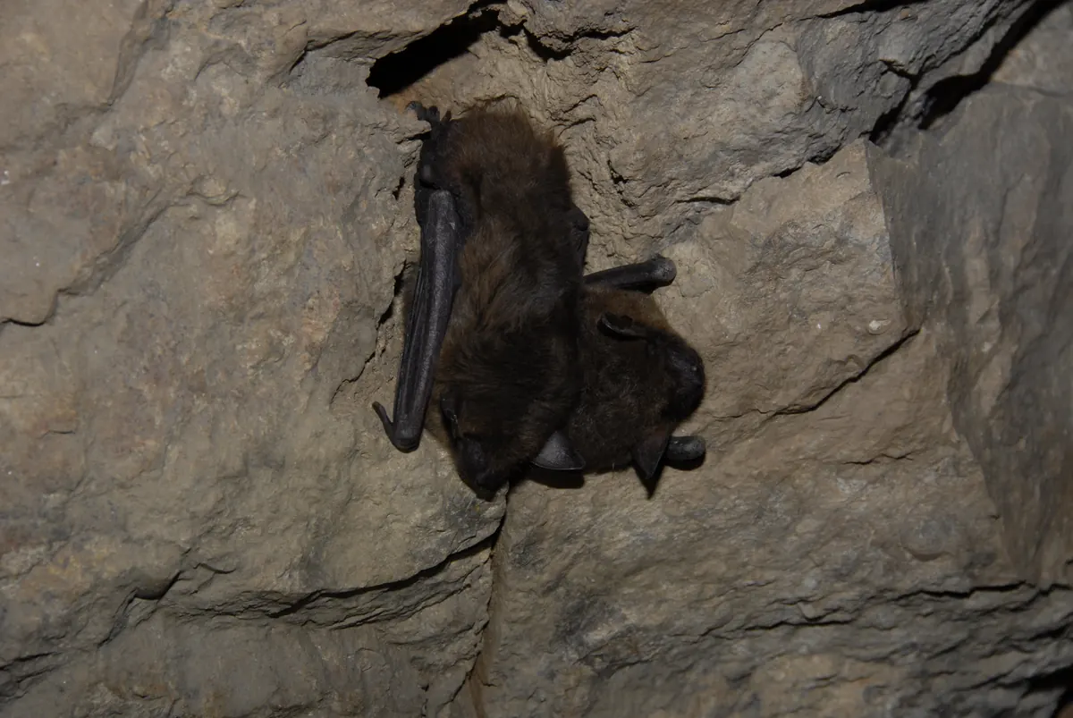 Two brown bats hanging close together on the rough stone wall of a mine