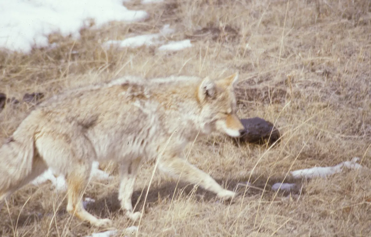 A thick-furred tan and gray coyote trotting through dry grass with patches of snow