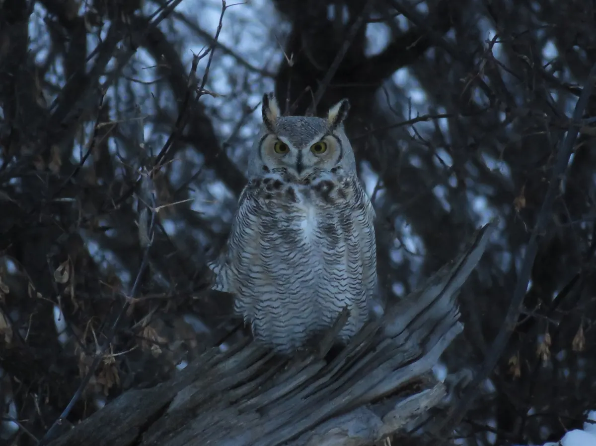 A great horned owl with ear tufts and yellow eyes perched on a broken stump among bare branches at twilight
