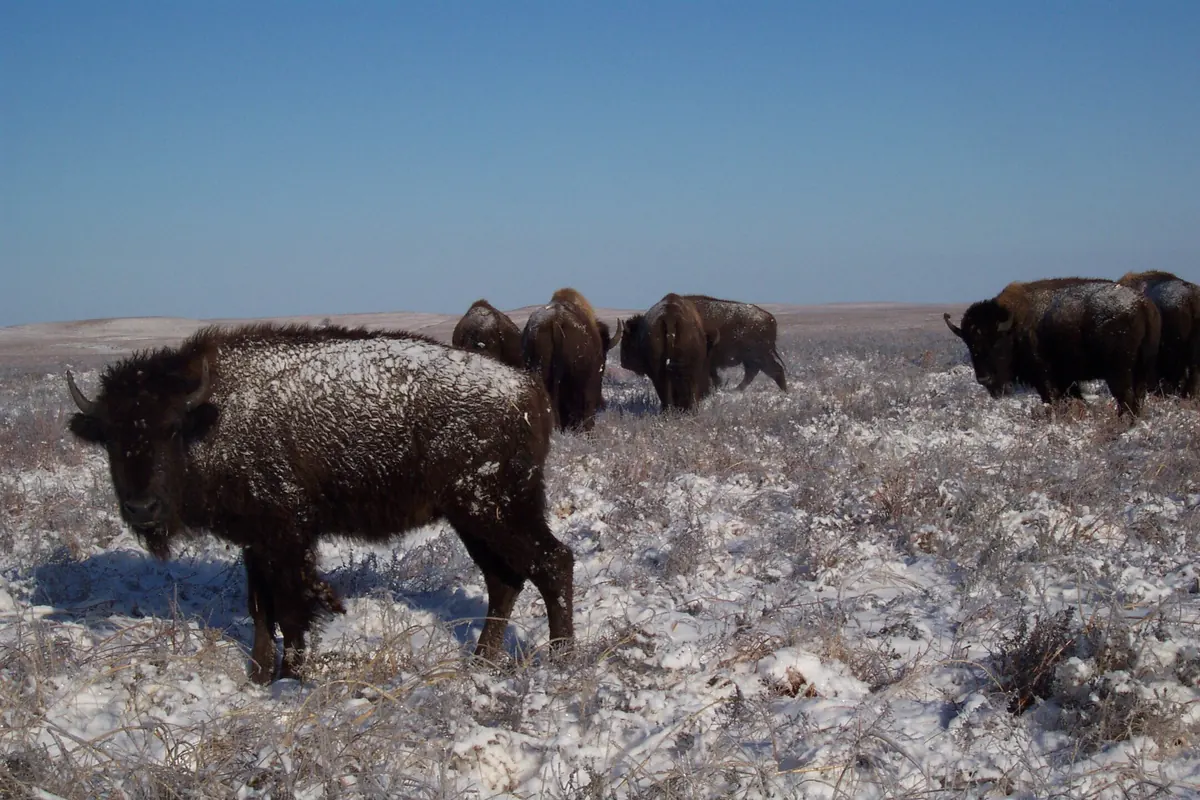Bison with snow on their backs grazing on a snowy prairie under a clear blue sky