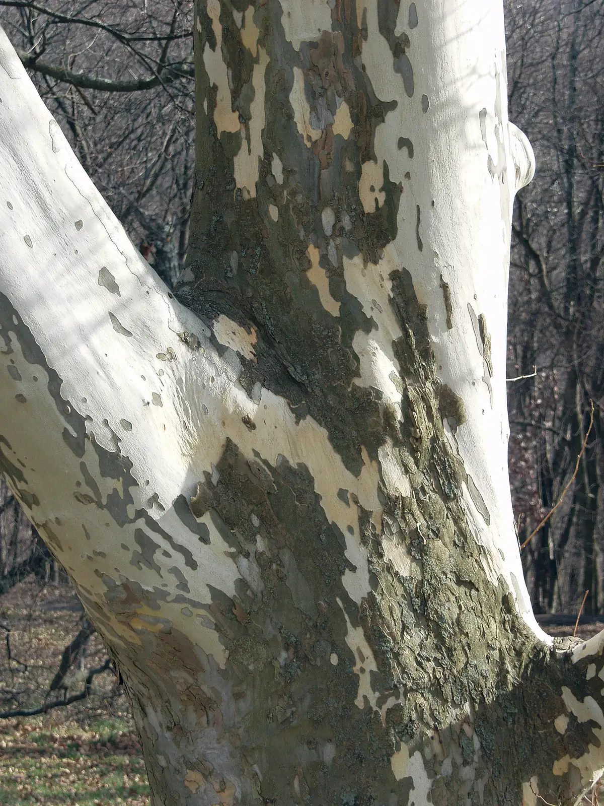 The forked trunk of a sycamore with peeling bark in patches of white, cream and olive green, with bare woods behind
