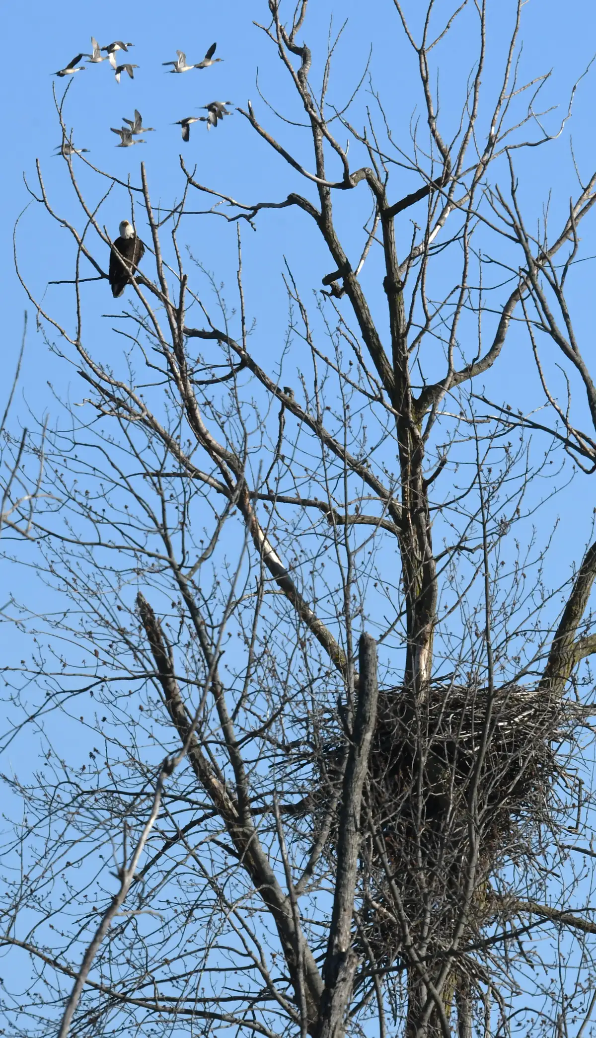A bald eagle perched high in a bare tree above a large stick nest while a flock of northern pintail ducks flies past against a blue sky