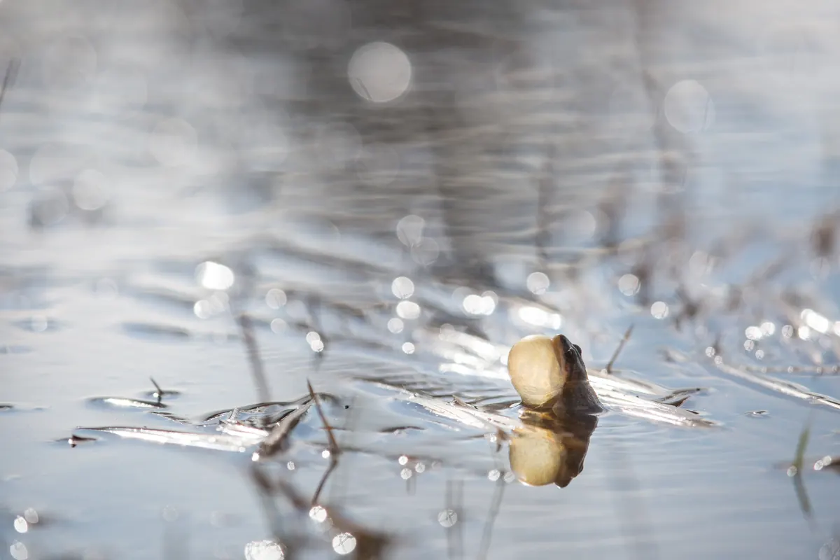 A small frog floating in shallow, sunlit water among dead grass stems, its throat puffed into a large pale bubble as it calls
