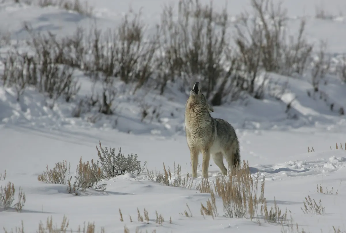 A coyote standing in deep snow among scattered sagebrush, head tilted back and mouth open as it howls