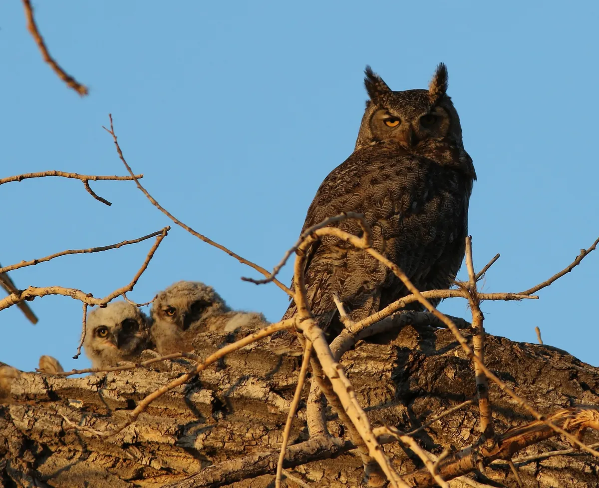 An adult great horned owl with ear tufts perched beside two fluffy gray owlets on a broad nest in bare cottonwood branches against a blue sky