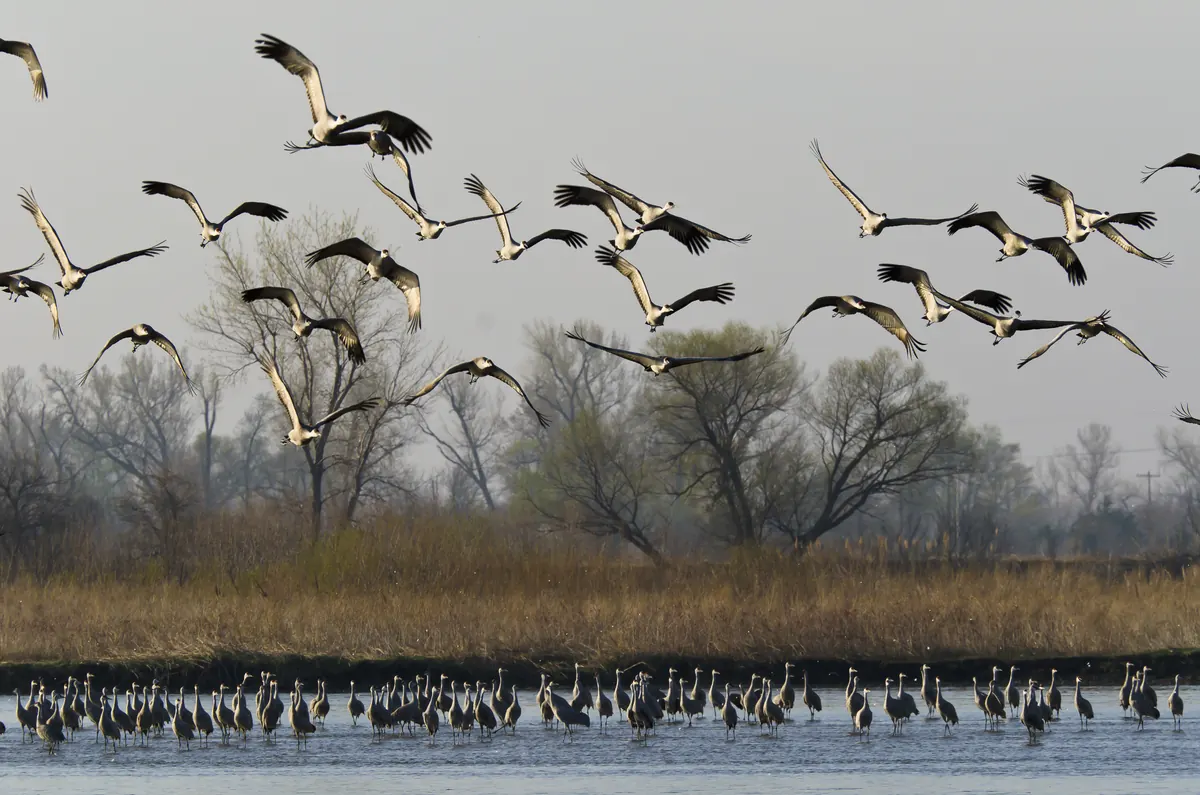 Sandhill cranes in flight with legs trailing above a river bar where many more stand in the shallows, bare cottonwoods behind.