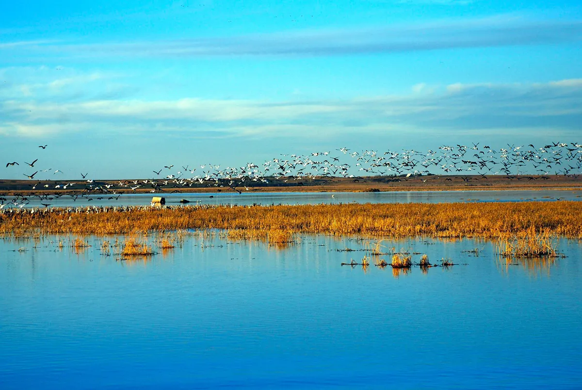 A long flock of white birds with dark wingtips rising over a blue marsh fringed with golden cattails and dry reeds under a pale blue sky
