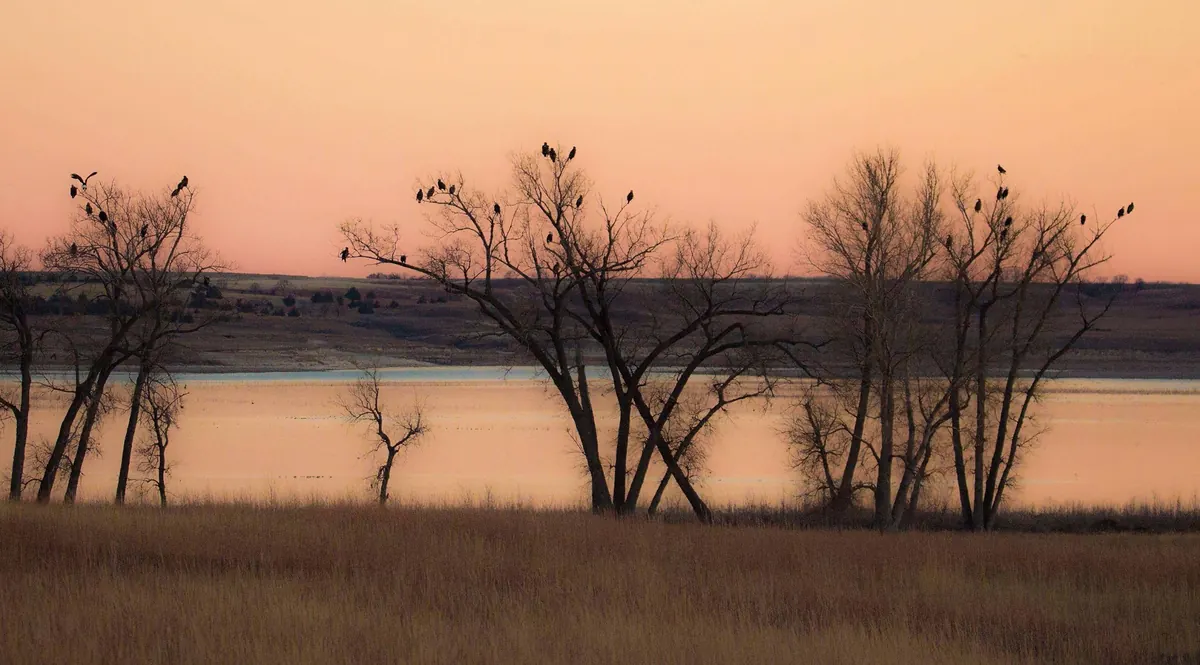 Dozens of bald eagles perched in bare trees beside a reservoir under a pink dusk sky, with dry grass in the foreground