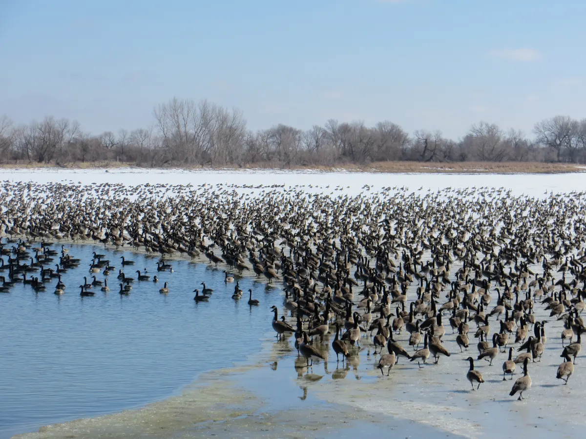 Hundreds of Canada geese standing on snow-covered ice at the edge of an open pool of water under a pale blue sky.