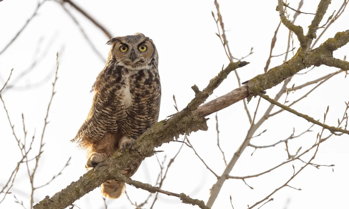 A great horned owl with yellow eyes and ear tufts perched upright on a bare branch against a pale sky.