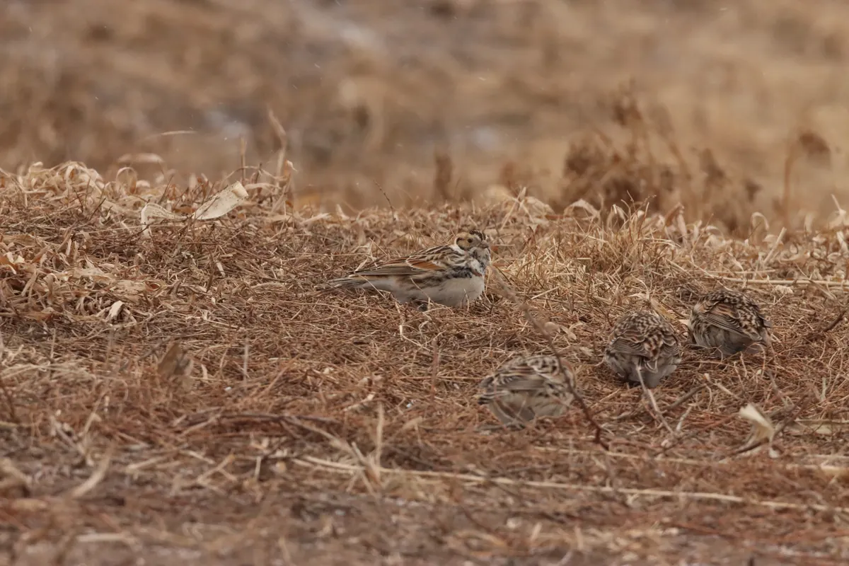 A Lapland longspur with a streaked brown back and black-marked face walking on dry, matted grass with three other longspurs nearby