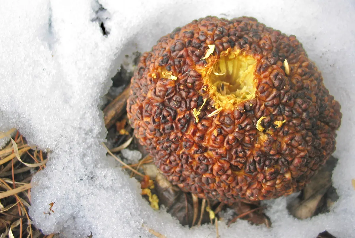 A wrinkled brown Osage orange fruit lying in snow with a hole chewed into its pale yellow interior