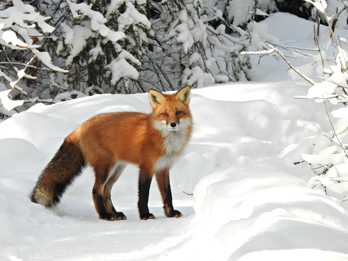 A red fox with an open mouth sitting upright on a snowy path, its thick orange coat and black socks showing.