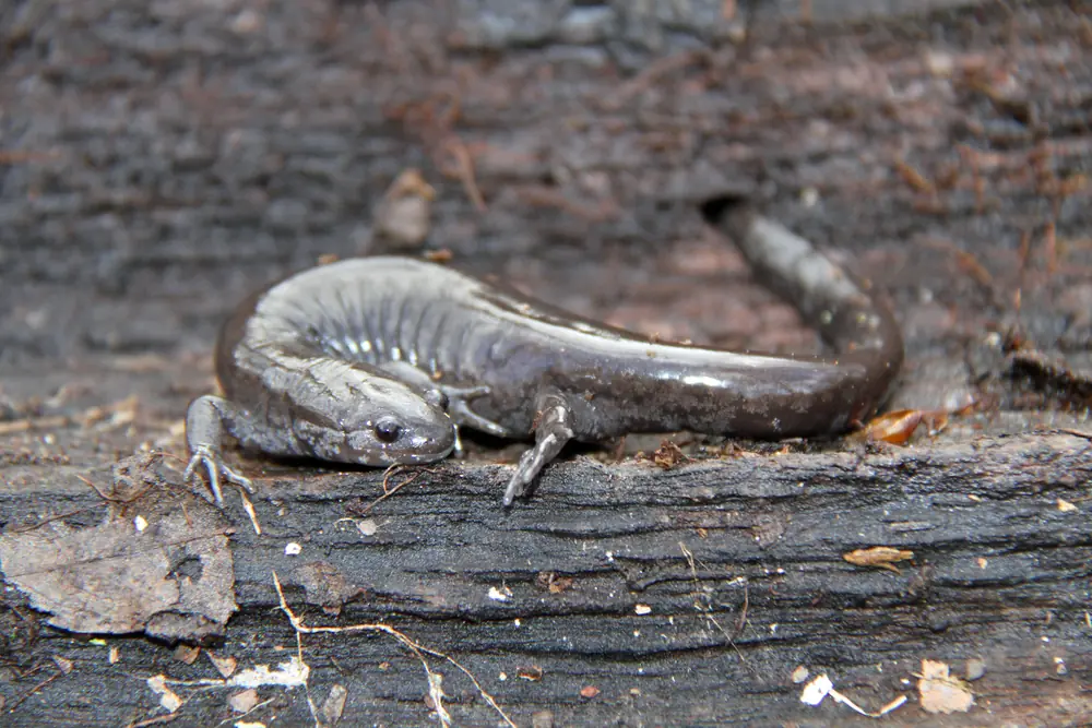 A dark gray smallmouth salamander with pale speckles resting on a rotting log