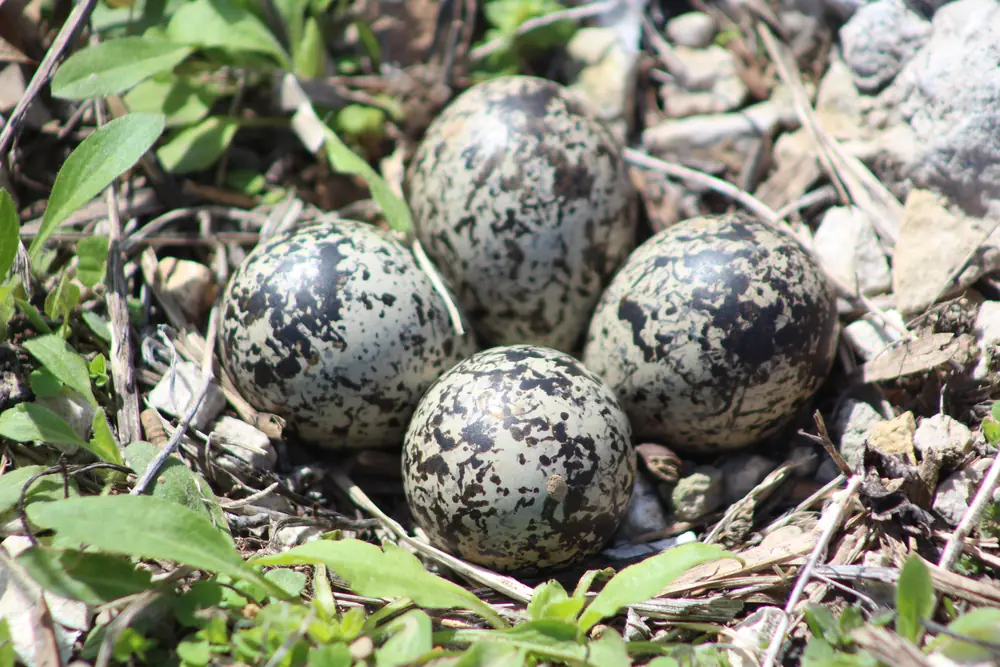 Four heavily speckled buff eggs in a shallow scrape among gravel and small green plants