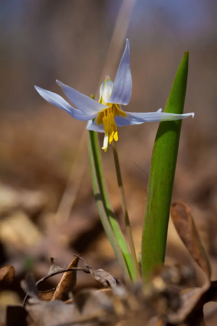 A single nodding white flower with swept-back petals and yellow stamens above a narrow green leaf in dry leaf litter