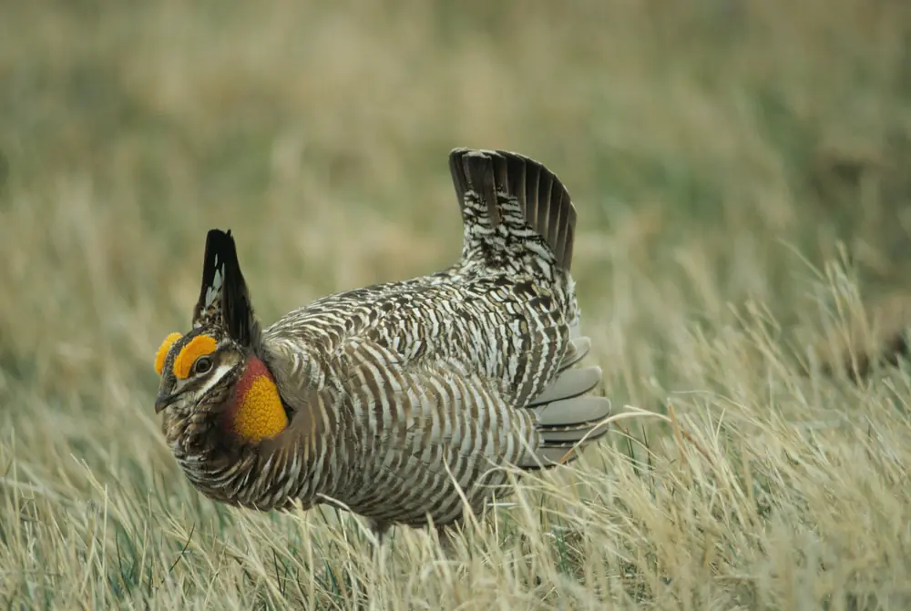 A male greater prairie-chicken crouched in dry grass with its tail fanned upright, neck feathers raised and orange throat sacs inflated