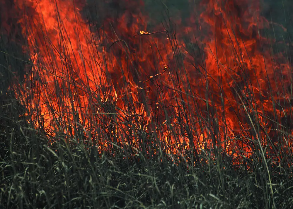Orange flames climbing through tall dry prairie grass with dark stems in front