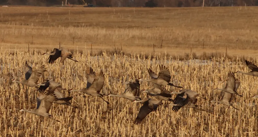 A flock of sandhill cranes with wings spread coming down over a stubble field in low evening light