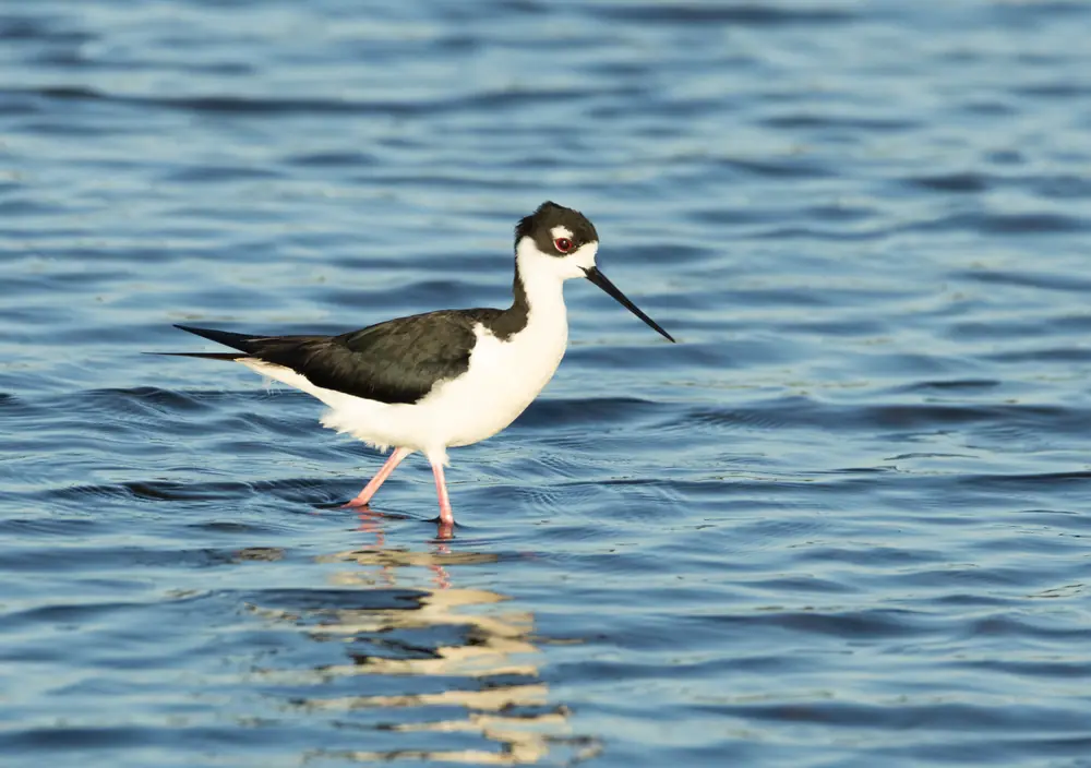 A black-necked stilt with a black back, white underside and long pink legs standing in shallow water