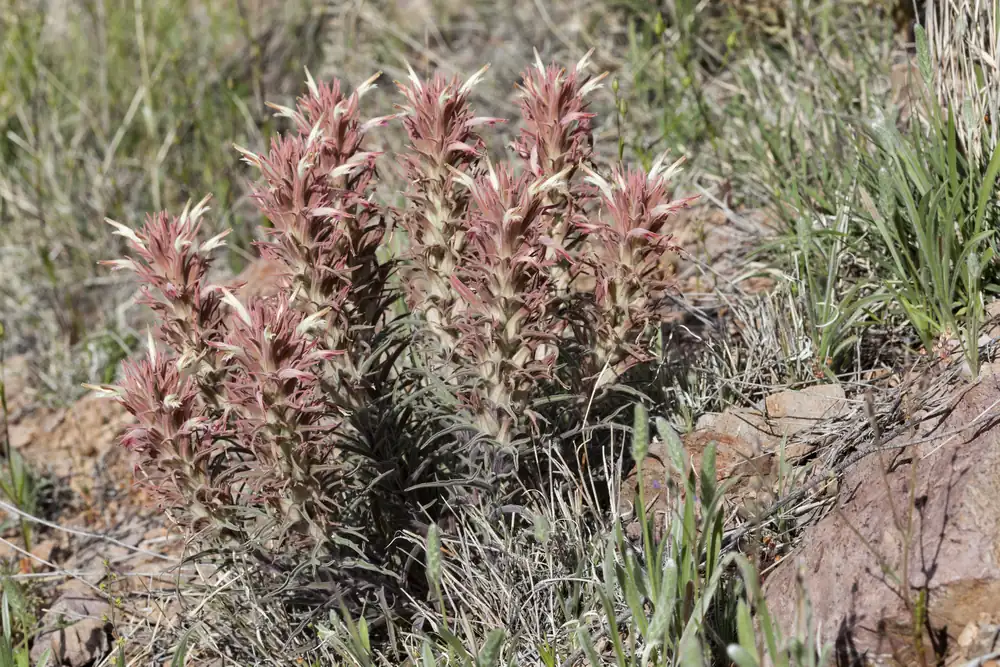 A downy paintbrush with pale flower spikes and leafy bracts on dry rocky ground