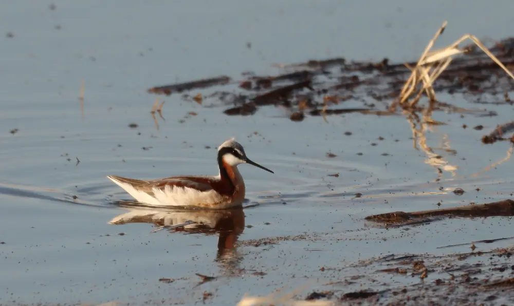 A female Wilson's phalarope with a gray back and dark stripe through the eye feeding in shallow water