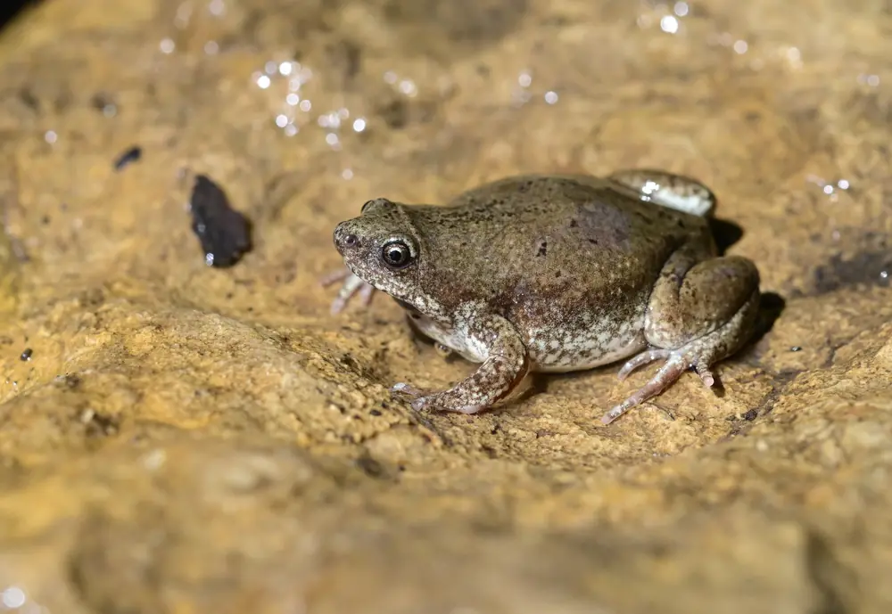 A plump, small gray-brown toad with a pointed snout resting on the ground