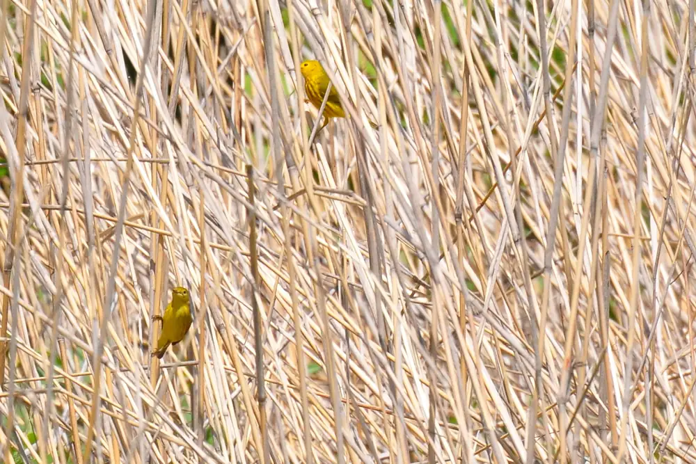 Two small yellow warblers cling to dry reed stems