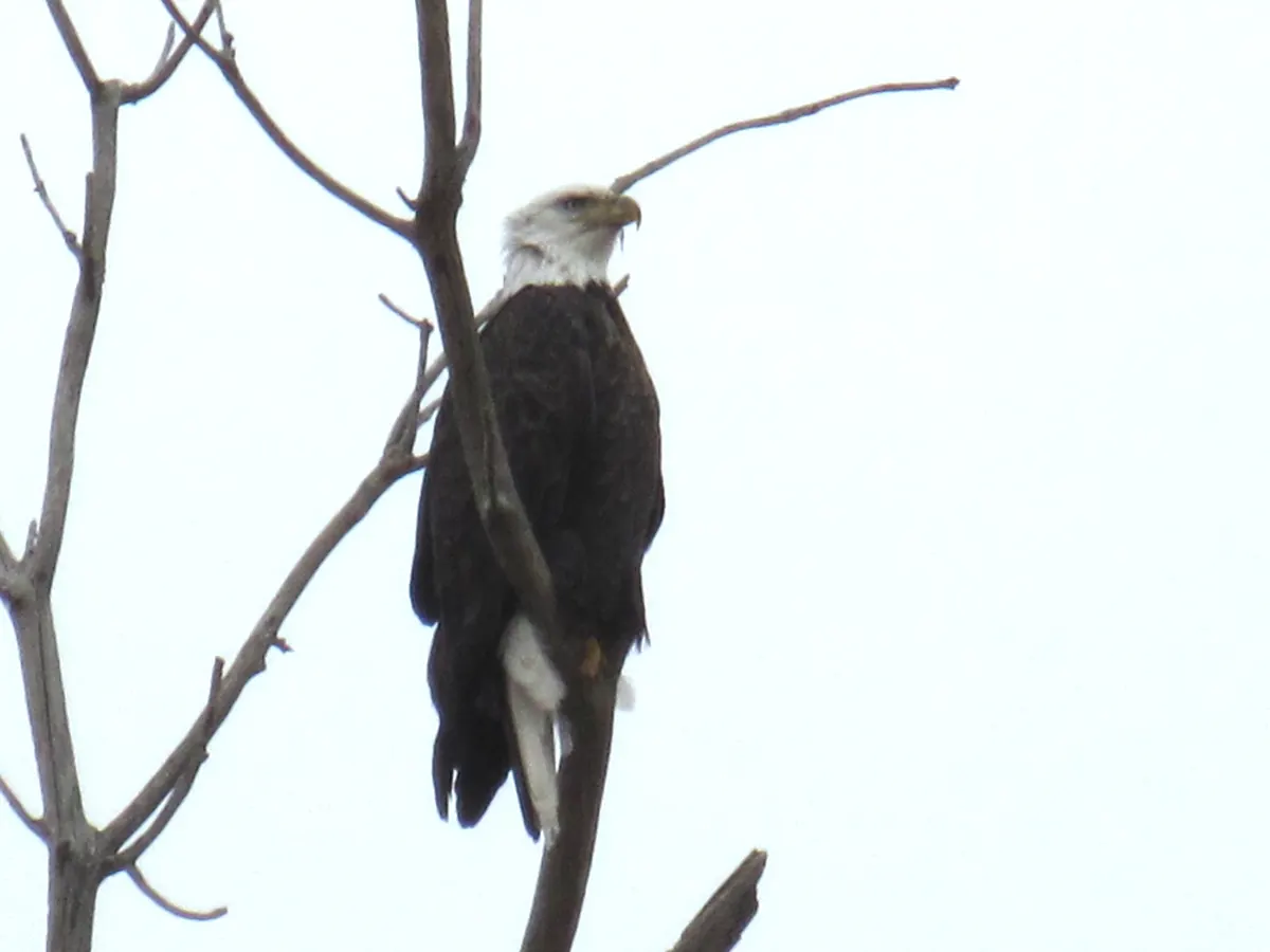 An adult bald eagle with a white head and tail perched on a bare dead branch against an overcast sky