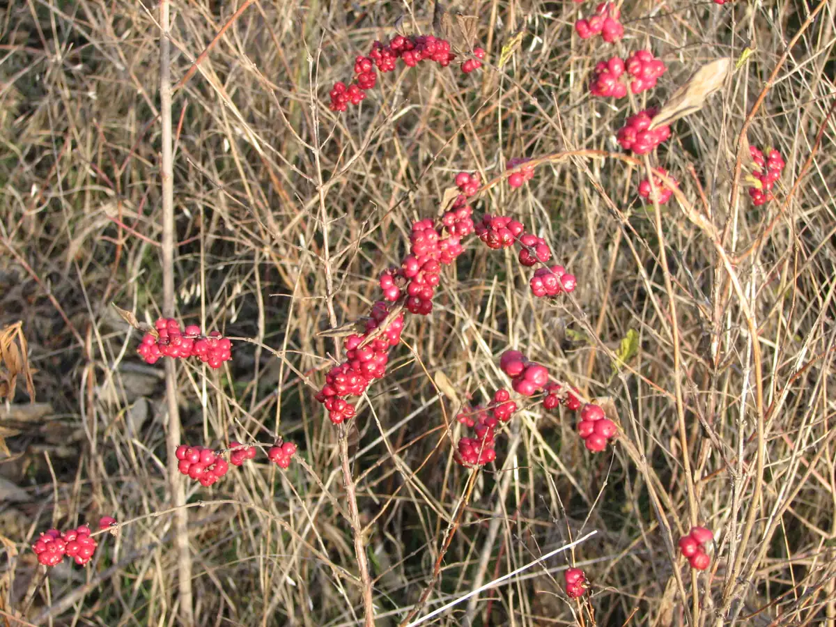 Clusters of small bright pink-red berries on thin stems among dry, tan prairie grass
